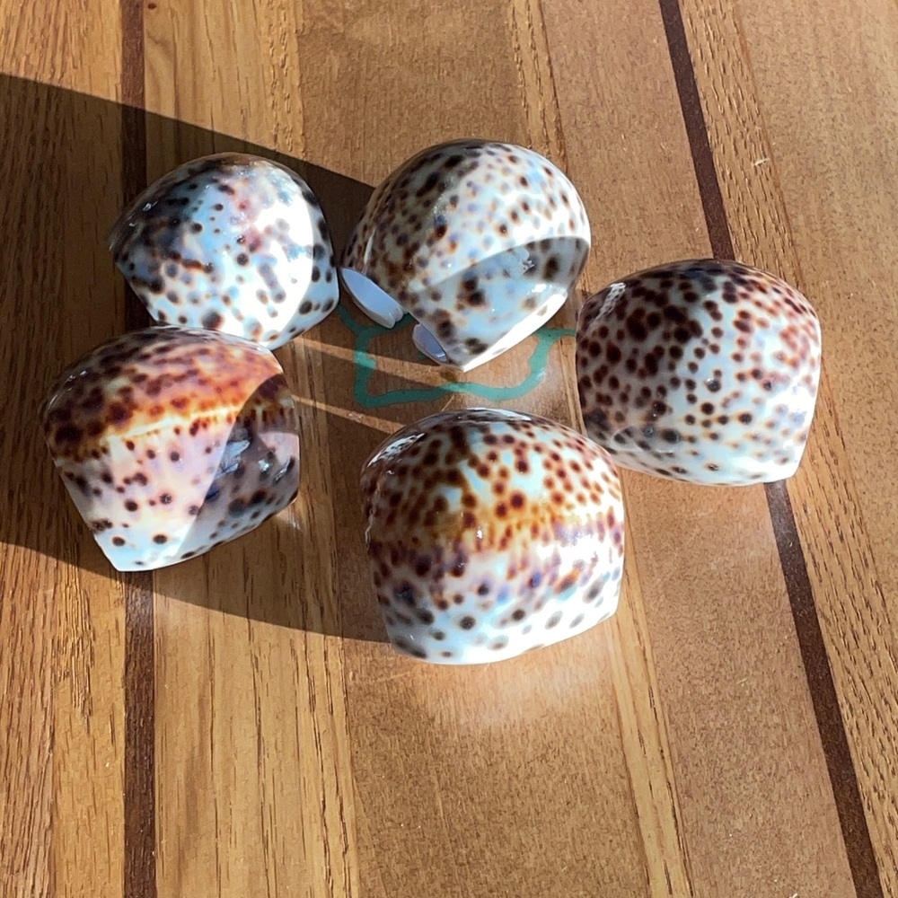 5 Large Tiger Cowrie Seashell Napkin Rings 2”